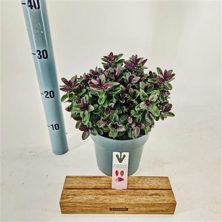Hebe Vinoa Dark Purple (addenda)
