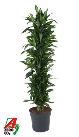 Dracaena Silindo Vertakt P34
