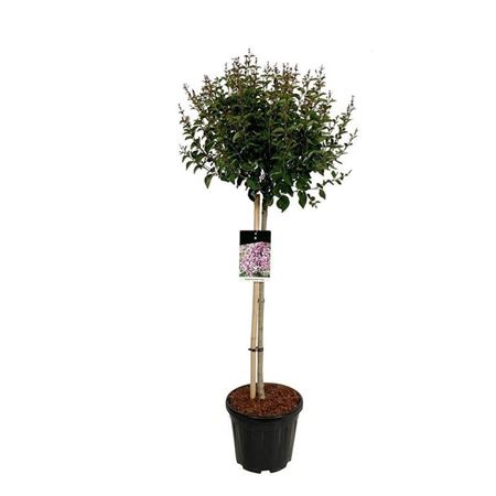 Syringa Flowerfesta Purple On Stem