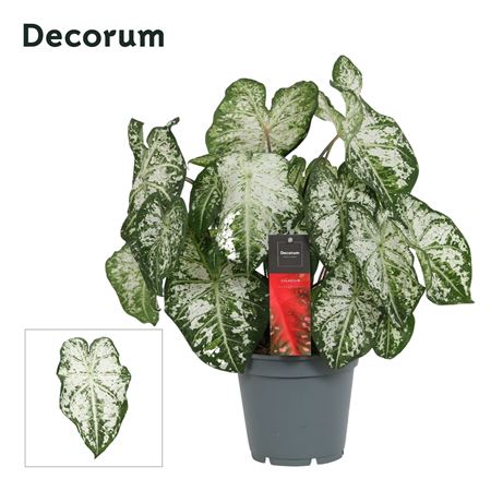 Caladium White (decorum)
