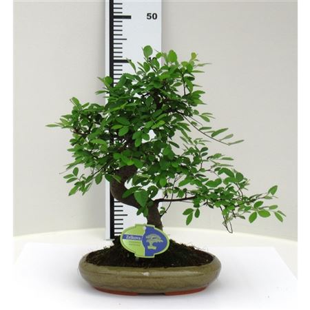 Bonsai Zelkova Parvifolia Without Drip Tray