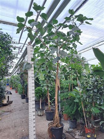 Ficus Umbellata Straiight