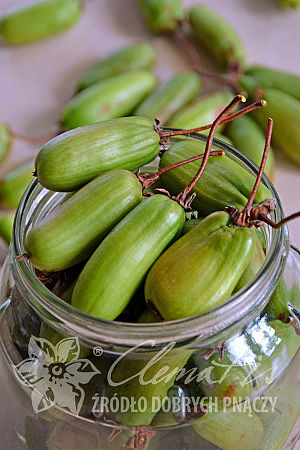 Актинидия коломикта Витакола