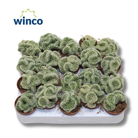 Mammillaria Elongata Cristata