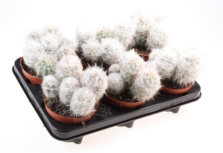 Cactus Oreoc Trolli