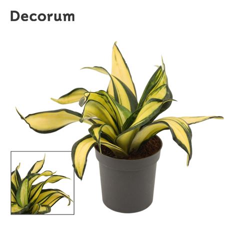 Sansevieria Hahnii 9 Cm Galaxy Star (decorum)