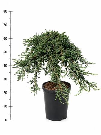 Juniperus Comm Green Carpet On Stem