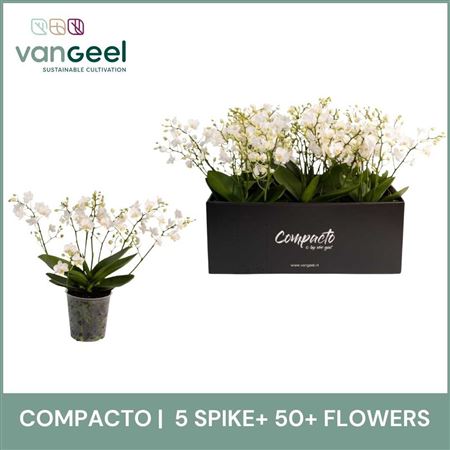 Phal 5st Compacto Cream 60+ (van Geel)