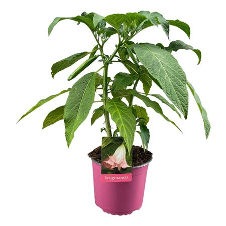 Brugmansia Busch Pink
