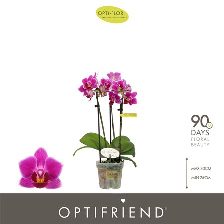 Phal 3st Fay 15+ (opti)