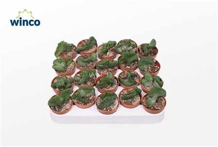Euphorbia Enopla Cristata