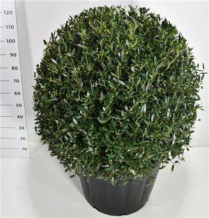 Phillyrea Angustifolia