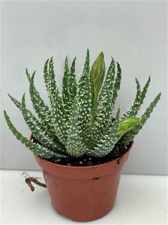 Aloe Humillis No Flower