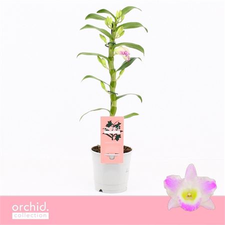 Dendr Nob 1st Pandora Compact Orchid Collection