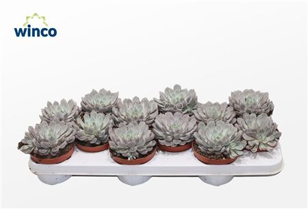 Echeveria Rosea