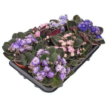 Фиалка Инова Спектра микс