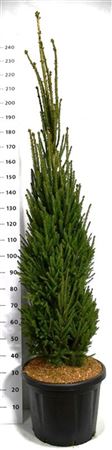 Picea Ab Cupressina