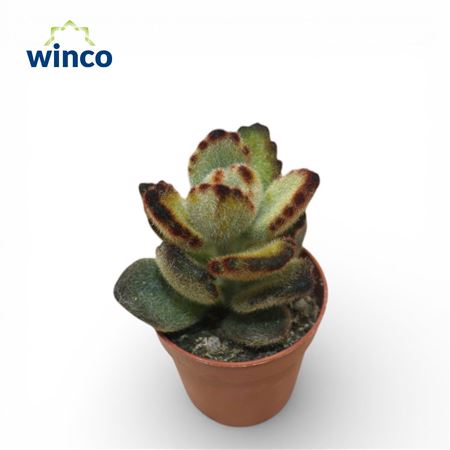 Kalanchoe Tomentosa "teddy Bear"