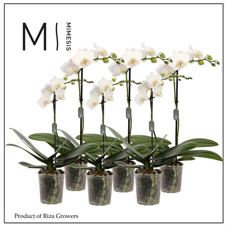 Phal 1st White 9+ (mimesis)