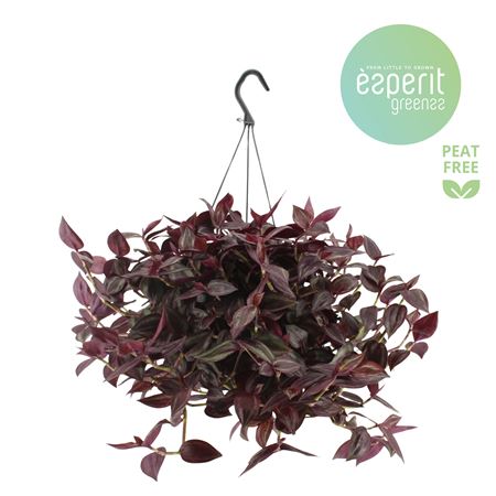 Tradescantia Jewel Red Hangpot