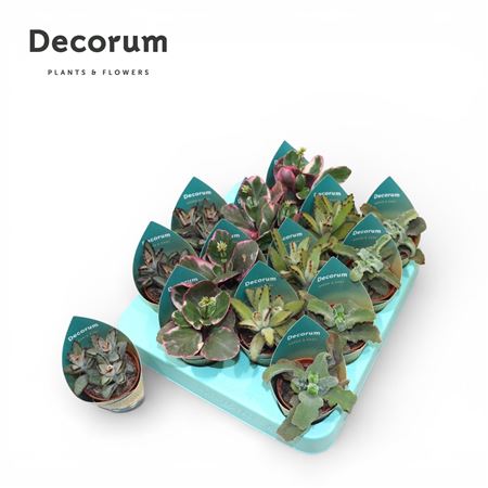 Kalanchoe Mix (4spc.) (dec)