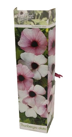 Thunbergia Alata Rose Sensation