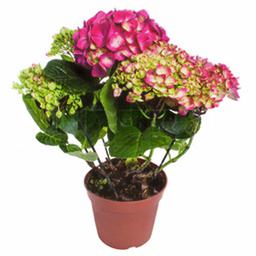 Гортензия красная