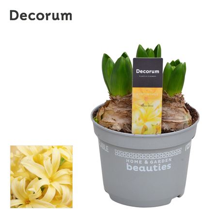 Hyacinthus Yellowstone 3pp (decorum)