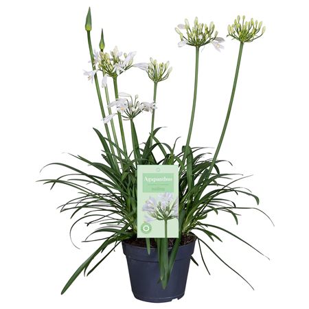 Agapanthus Summer Love White