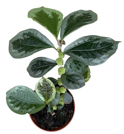 Elatostema Vittatum