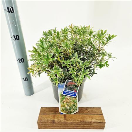 Pieris Jap Little Heath