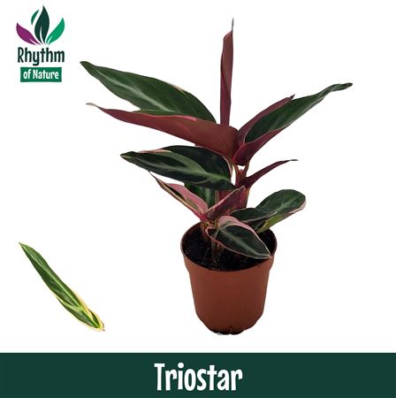 Calathea Triostar