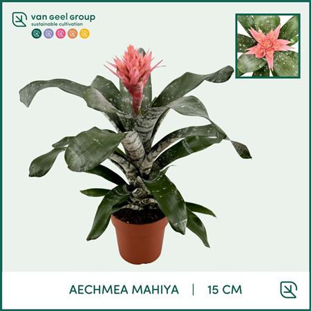 Aechmea Mahiya