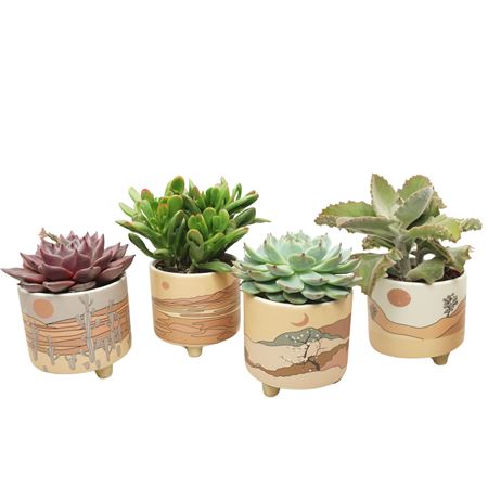 Succulent Mix In Pot Palm Mar