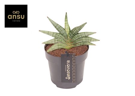 Sansevieria Inti Mini No. 1