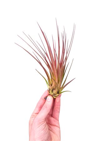 Tillandsia Melanocrater Large Red