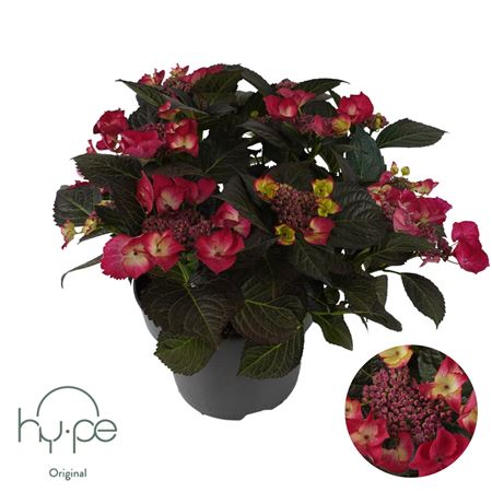 Hydrangea Ma Lacecap Red 7+ (hy-pe)