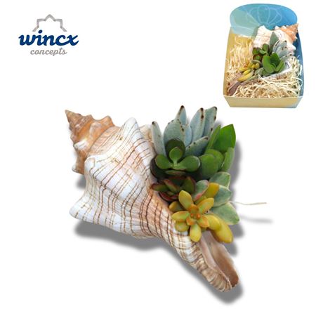 Concepts® - Uniqueshells 'fasciolaria' (xl)