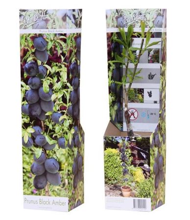 Prunus Jap Black Amber