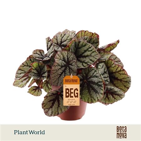 Begonia Rex Fedor