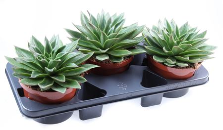 Echeveria Mexicana