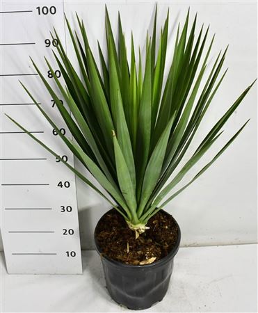 Yucca Gloriosa