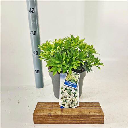 Pieris Jap Purity