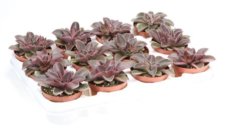 Echeveria Racemosa
