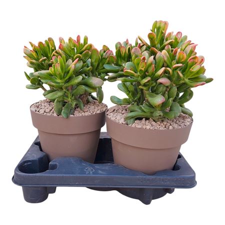 Crassula Hobbit Tricolor Potcover