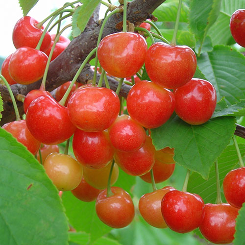 Черешня Брянская Розовая в тубе