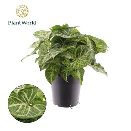 Syngonium Arrow