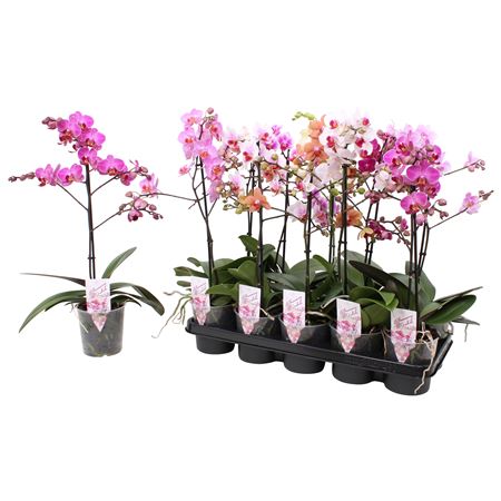 Phal Multi 1st Mix 12+