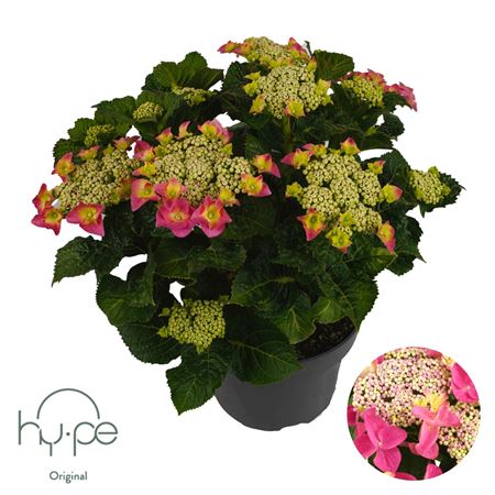Hydrangea Ma Lacecap Pink 7+ (hy-pe)