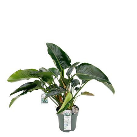 Philodendron Green Beauty + Watermeter